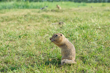 Naklejka na ściany i meble wild gopher eating in a clearing, close-up, selective focus