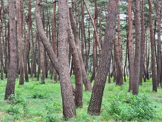 pine field pine nature pine pine background wallpaper