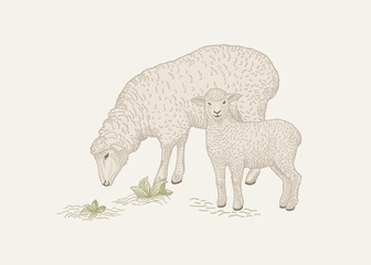 A sheep grazes with a lamb.