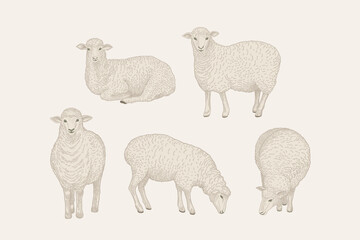 Fototapeta premium Set with sheep. Vintage
