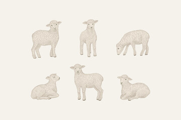 Set with little lambs.