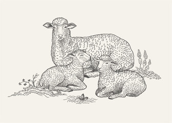 Sheep and two lamb.