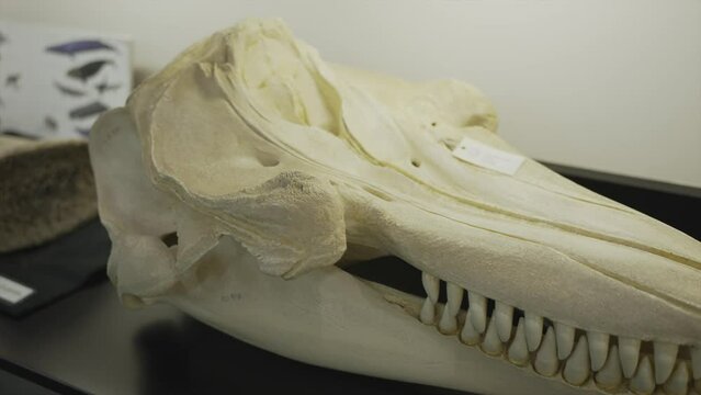 This panning video shows a macro view of a killer whale skull on display in a scientific research lab. 