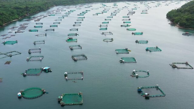 Aerial view of fish ponds for bangus, milkfish. Fish farm, top view. large scale traditional floating fish farms.