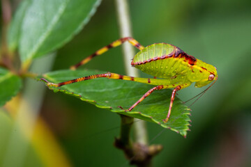 Insect