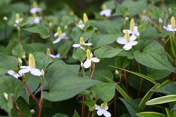 日本の東京都王子の飛鳥山で咲く　小さなドクダミの花