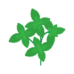 Mint leaves, plant icon template vector