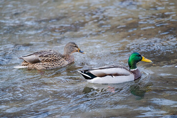 マガモのつがい(Mallard)