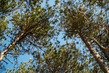 Tall pine tree forest , worm eye view. View from below 