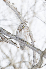 冬のフクロウ (Ural owl)