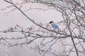 ウソ雄 (Eurasian Bullfinch)