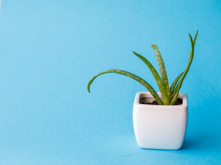 Succulent Aloe Vera Plant on White Pot Isolated on pastel blue Background by front view. Horizontal mock up, copy space, close up