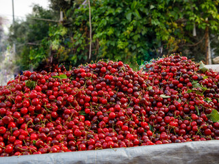 Red ripe fresh sweet cherries on farmers street market stall. Summer food or local market produce concept. Close up