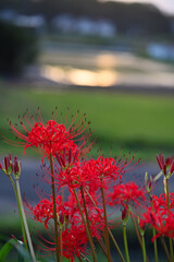 秋の花　ヒガンバナ