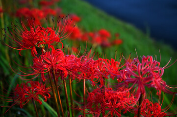 秋の花　ヒガンバナ