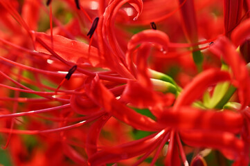 秋の花　ヒガンバナ