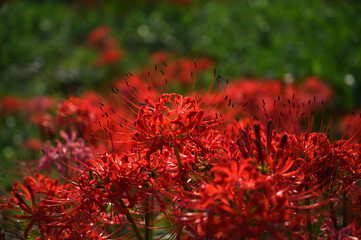 秋の花　ヒガンバナ