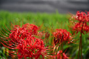 秋の花　ヒガンバナ
