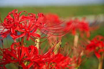 秋の花　ヒガンバナ