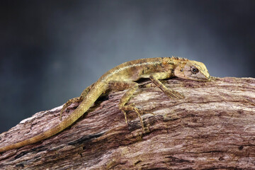 Common garden lizard molting on the tree in night time. Selective focus with copy space
