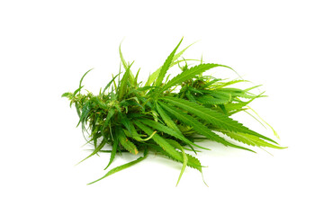 Cannabis isolated on white background. Marijuana