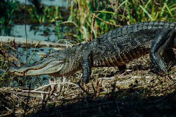 Alligator