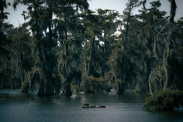 Alligator on the water