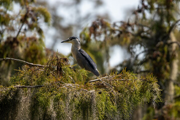 heron