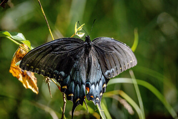 butterfly on a leaf