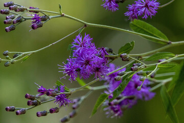flowers in a field