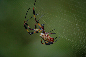 spider on the web