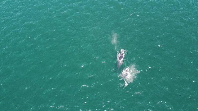 Drone Ballenas Cet&aacute;ceos  