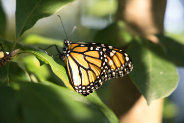 Monarch butterfly on a leaf.