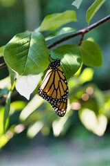 Endangered monarch butterfly on a leaf.