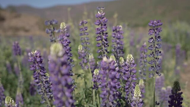 Flores lavanda c&aacute;mara lenta