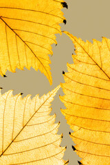 Autumn minimal image with autumn yellow alder leaf with natural texture on gray beige background, copyspace. Fall aesthetic photography with macro leaves with veins, seasonal autumnal foliage - obrazy, fototapety, plakaty
