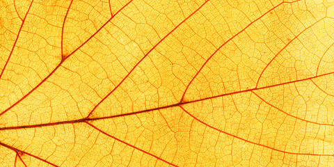 Naklejka na ściany i meble Macro photo of autumn yellow elm leaf with natural texture as natural banner. Fall colors aesthetic background with yellow leaves texture close up with veins, autumnal foliage, beauty of nature.