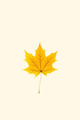 Close up autumn yellow maple leaf with natural texture on beige background. Natural fallen autumn leaf as minimal card, decorative element. Beautiful seasonal fall leaf, autumnal herbarium