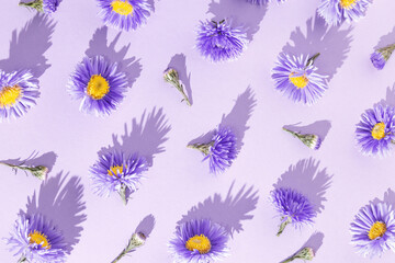 Minimal trend pattern of autumn violet blue flowers. Flower bushy aster, summer garden plants....