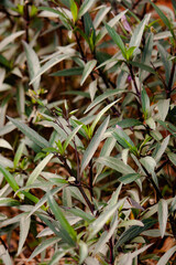 close up beautiful green leaves  in a garden, background wallpaper, seamless pattern, high quality photo