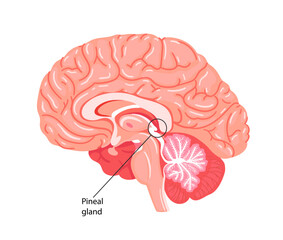The pineal gland, conarium, or epiphysis cerebri.  - obrazy, fototapety, plakaty