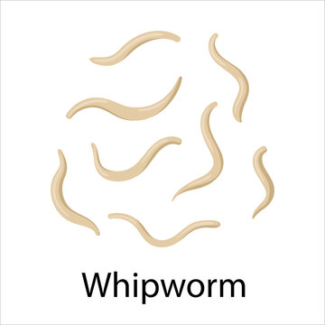 parasites worms in domestic animals whipworm