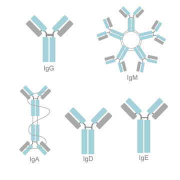 The classification of immunoglobulin (Ig) isotype that showed different structure of IgG, IgM, IgA, IgD and IgE
