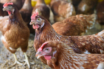 group of chickens on the farm