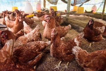 group of chickens on the farm