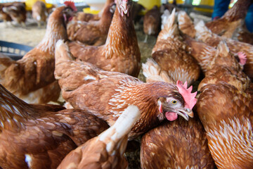 group of chickens on the farm