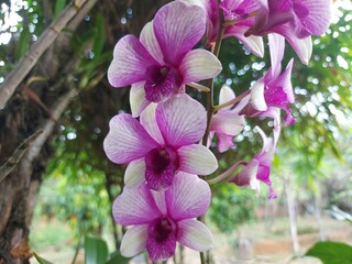 Close-up of the beautiful dendrobium larat orchid in the garden. With the Latin name Dendrobium bigibbum or Dendrobium phalaenopsis.