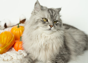 Fluffy gray masquerade cat lies next to pumpkins on a white background. Cozy autumn concept. Place for text. Happy Halloween.