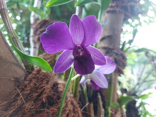 Close-up of beautiful purple larat orchid flowers in the garden. With the Latin name Dendrobium...