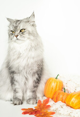 Portrait of a gray impudent cat on a white background. There are several pumpkins and a cozy knitted warm thing next to the cat.